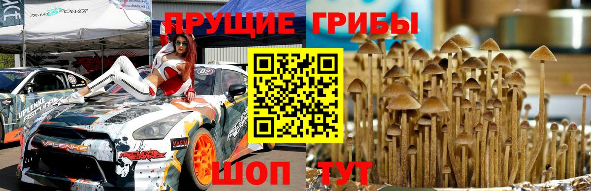 Псилоцибиновые грибы прущие грибы  Вход с VPN  Вязьма  Галлюциногенные грибы мицелий 